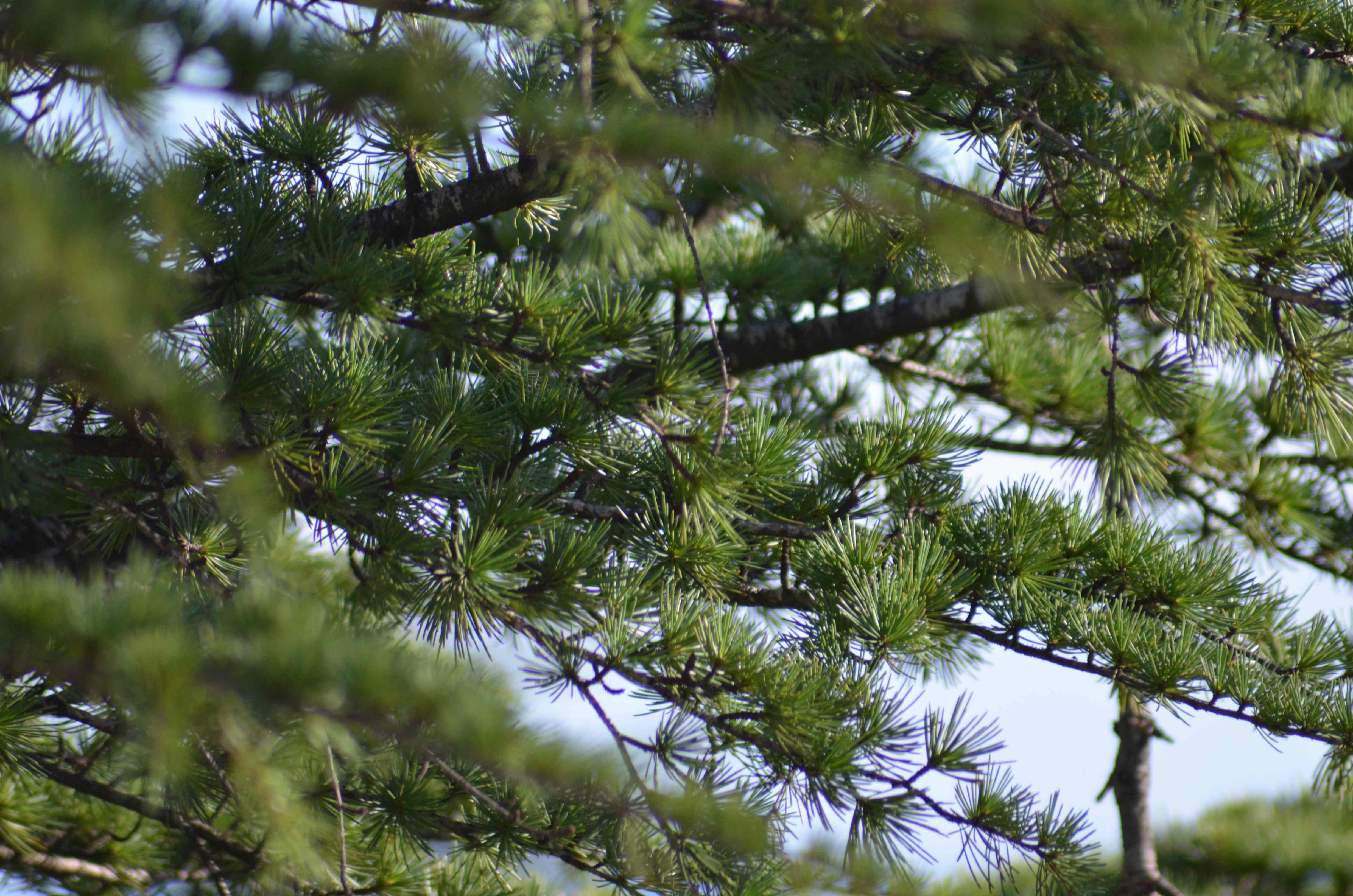 No s'ha trobat l'arxiu